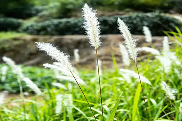 How Couch Grass Rhizome Extract Boosts Kidney Function？